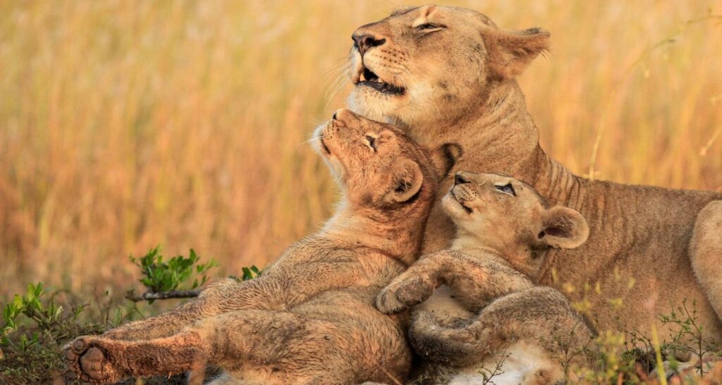 Tanzania Wildlife Safari and Bushmen Experience