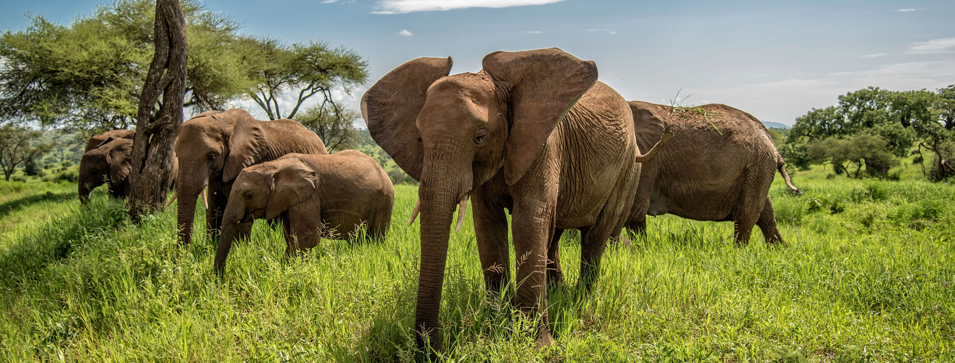 Zanzibar - Tarangire National Park