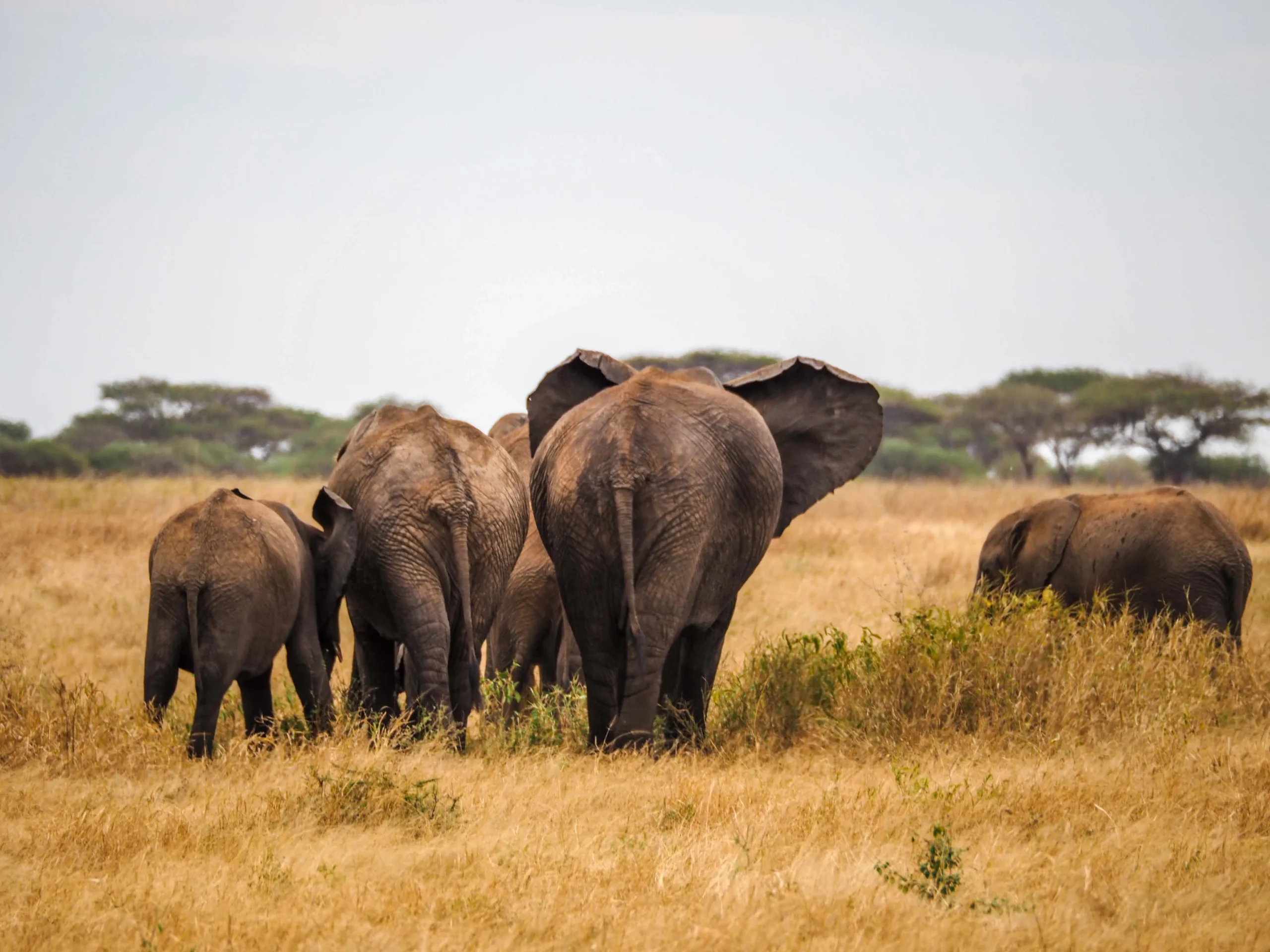 Tarangire National Park - Elephants Paradise