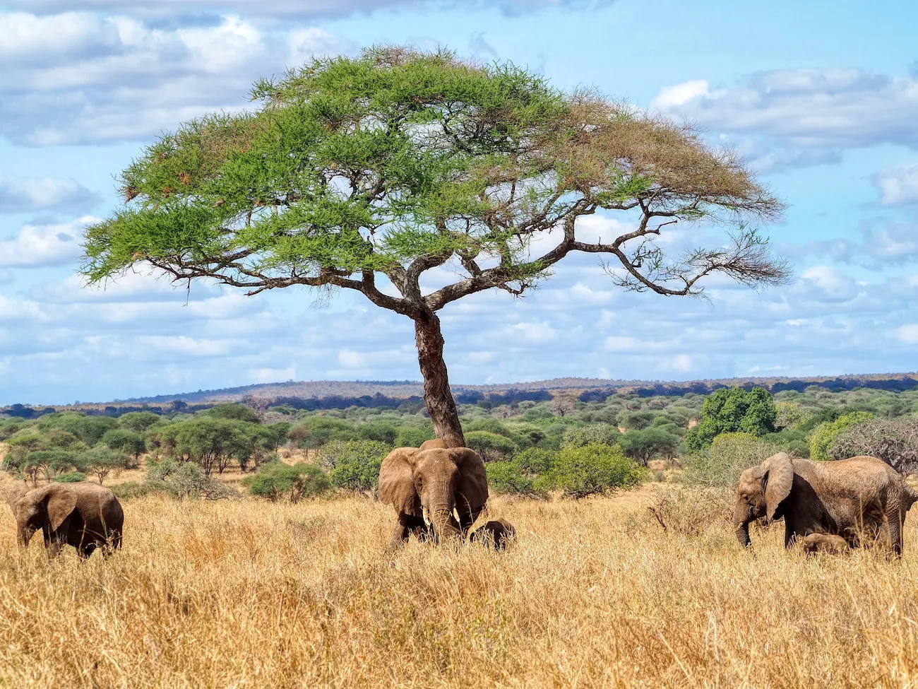 Nature Fly-in & out Safari - Only Top Safari Parks