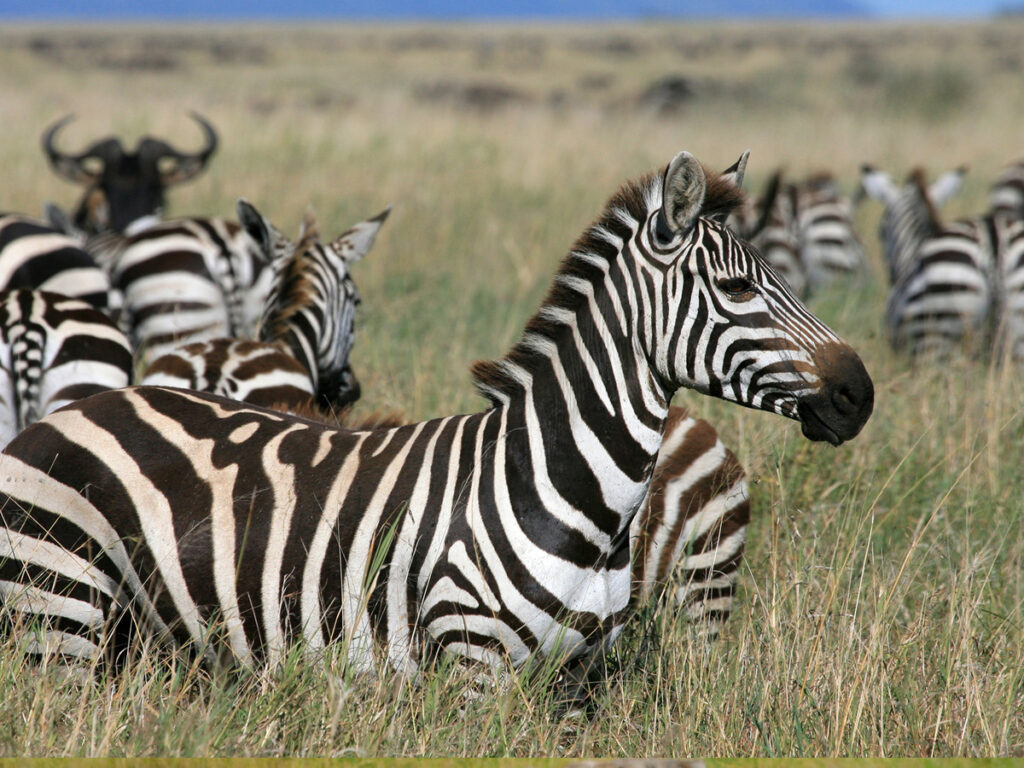 Tanzania Safari to Serengeti & Ngorongoro Crater