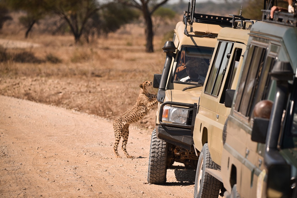 Guided Safari Tours