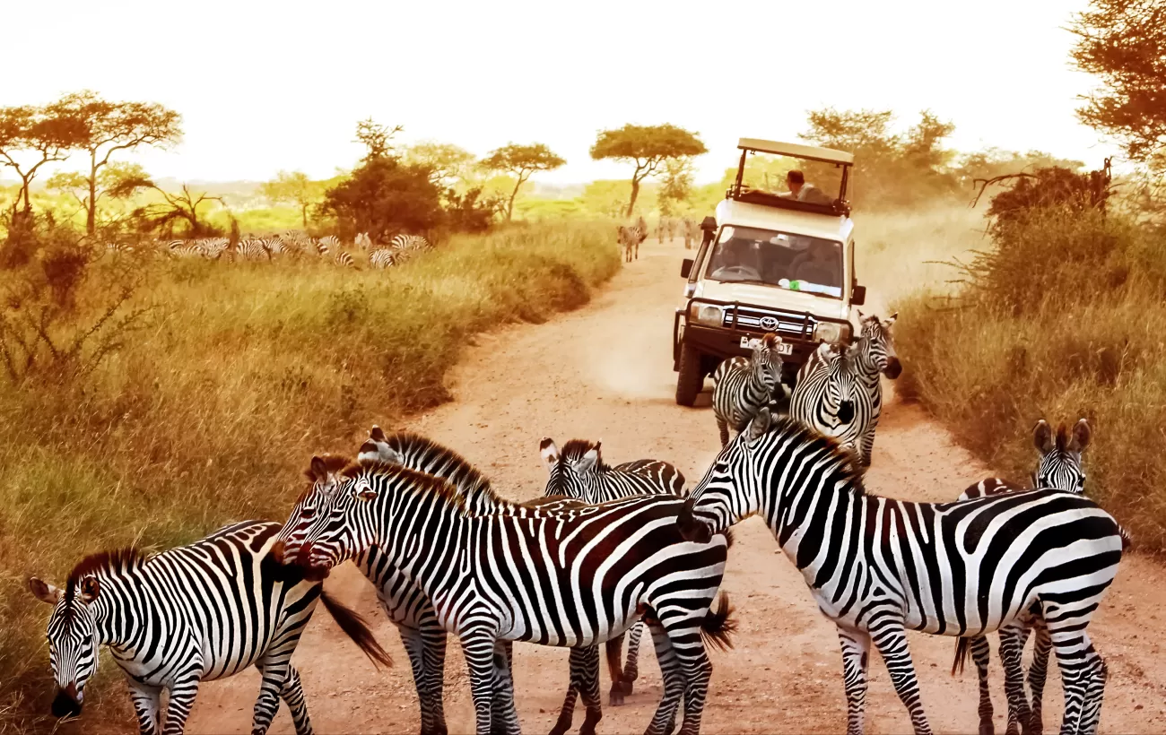 Game drive