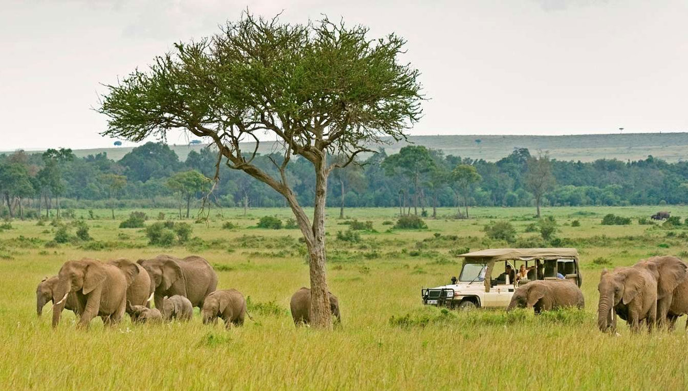 Game drive