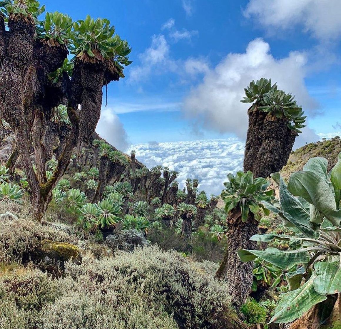 6 Days-Kilimanjaro Hike via Machame Route