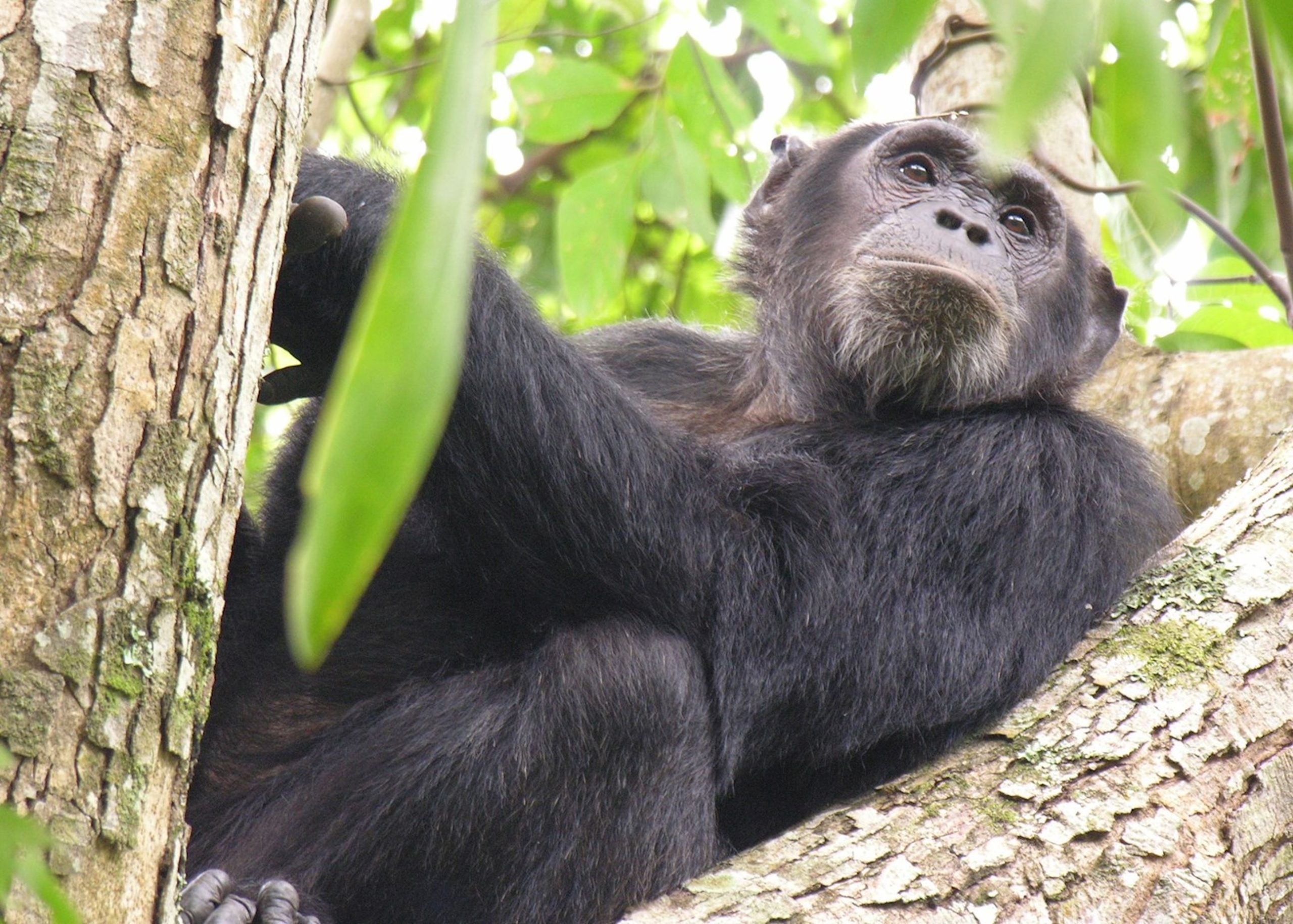 chimpanzee-mahale-mountains-national-park