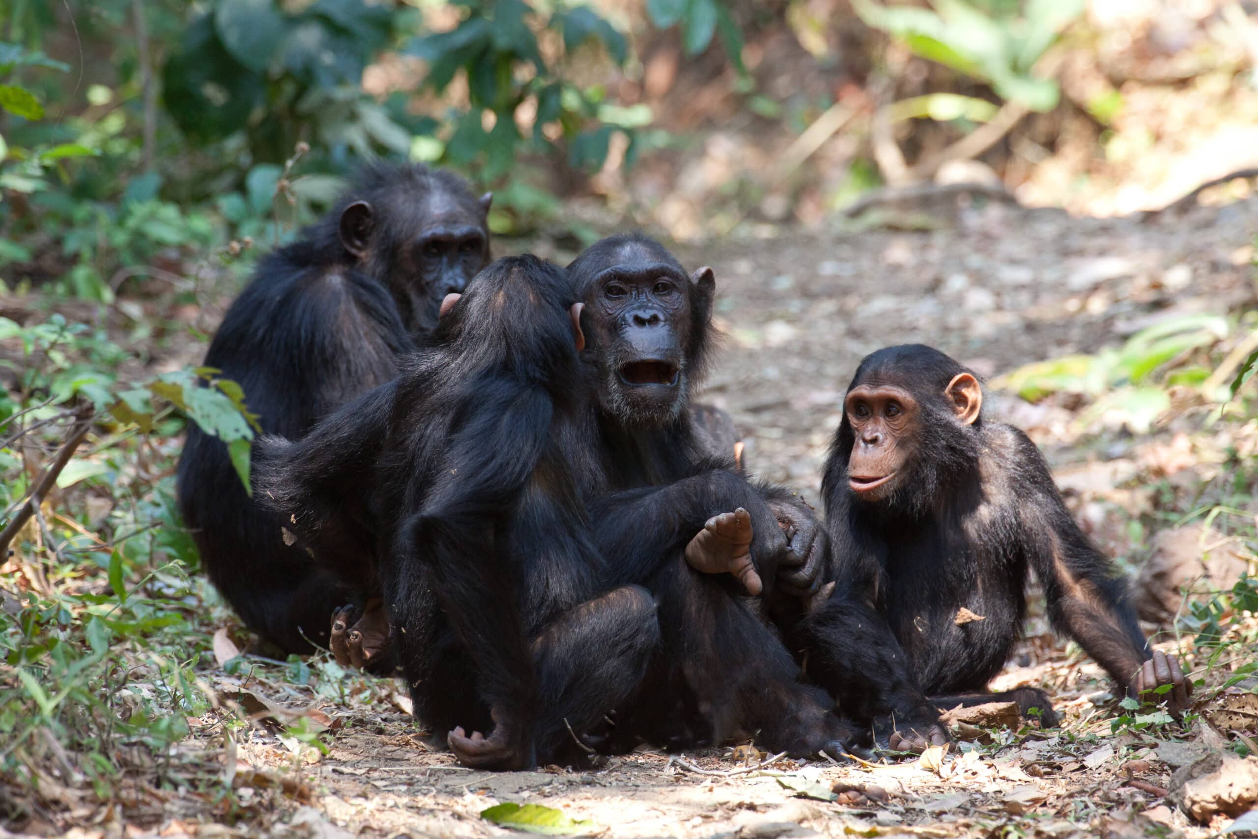Chimpanzee grooming, wildlife shot, Gombe Tanzania
