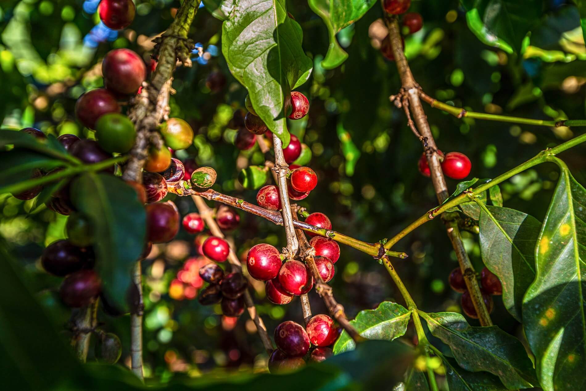Coffee Tour