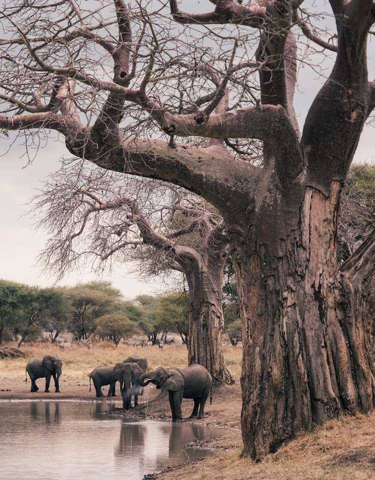 Elephant in Tarangire