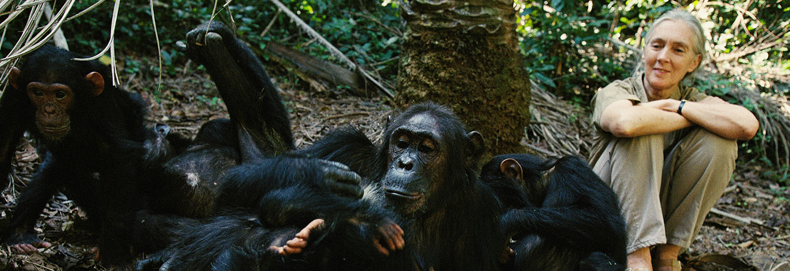 Gombe-Stream-National-park-Jane-Goodall-and-Chimpanzees