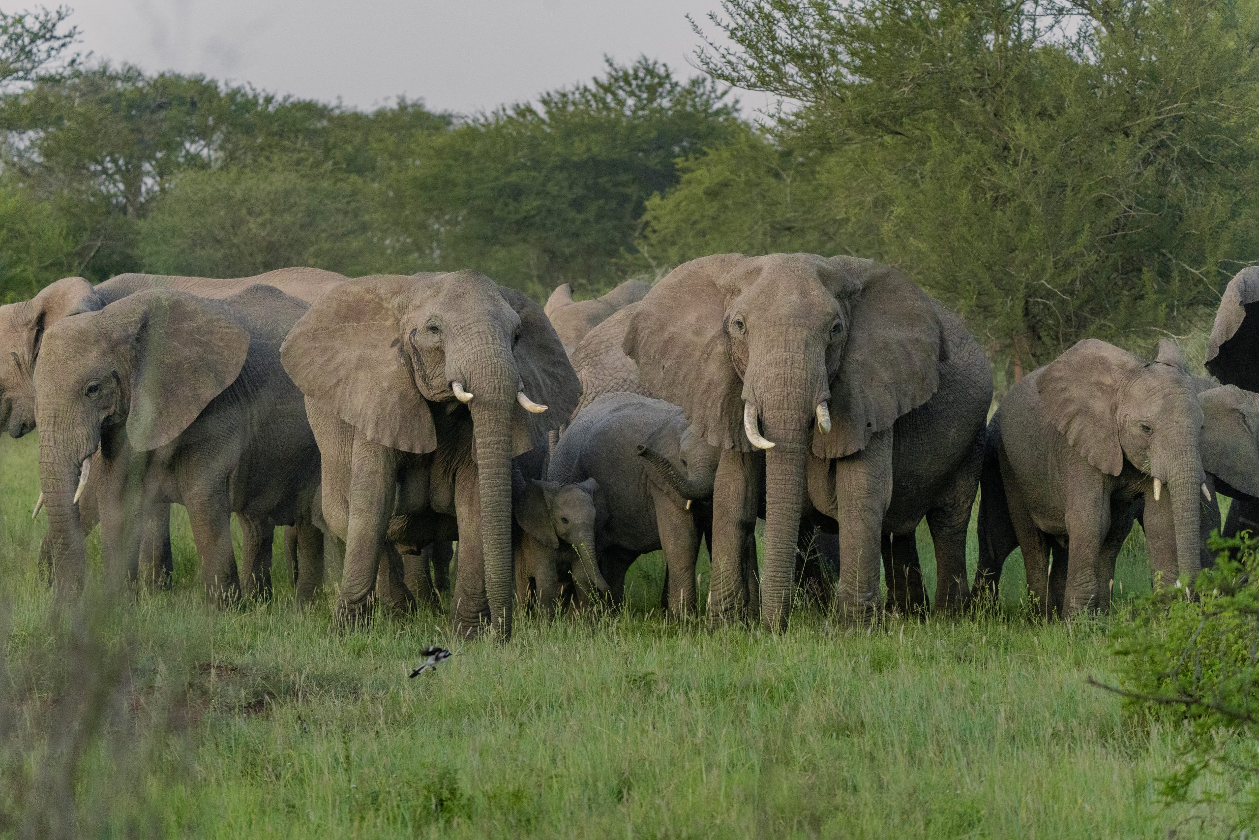 Group of Elephants