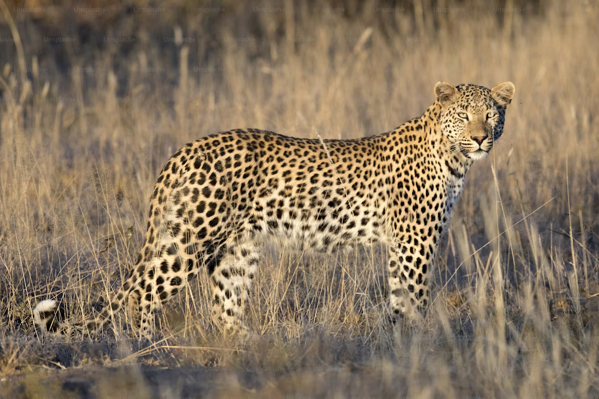 Leopard Serengeti