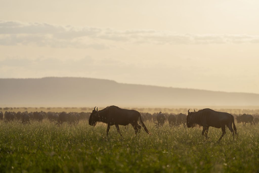 Newborn wildebeest in Ndutu during calving season