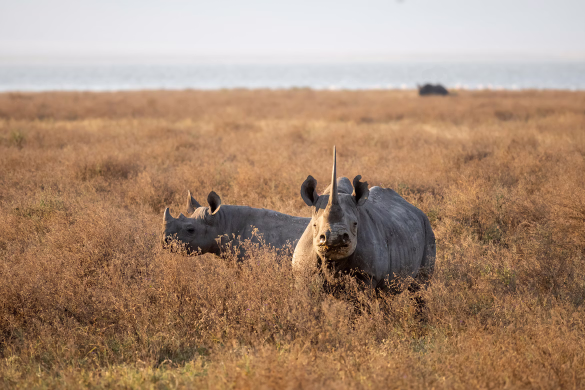 Ngorongoro Crater - Rhino