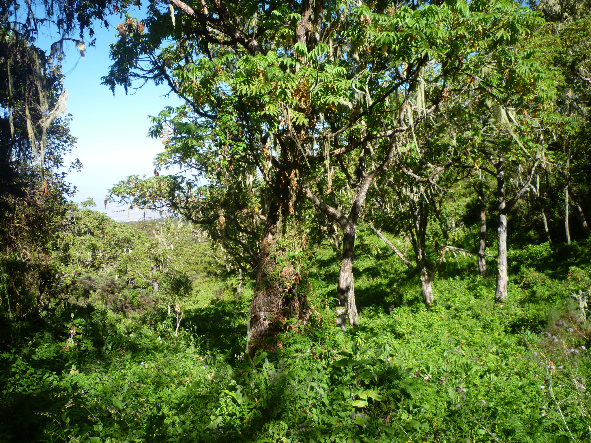 7 Days-Kilimanjaro Climb via Lemosho Route