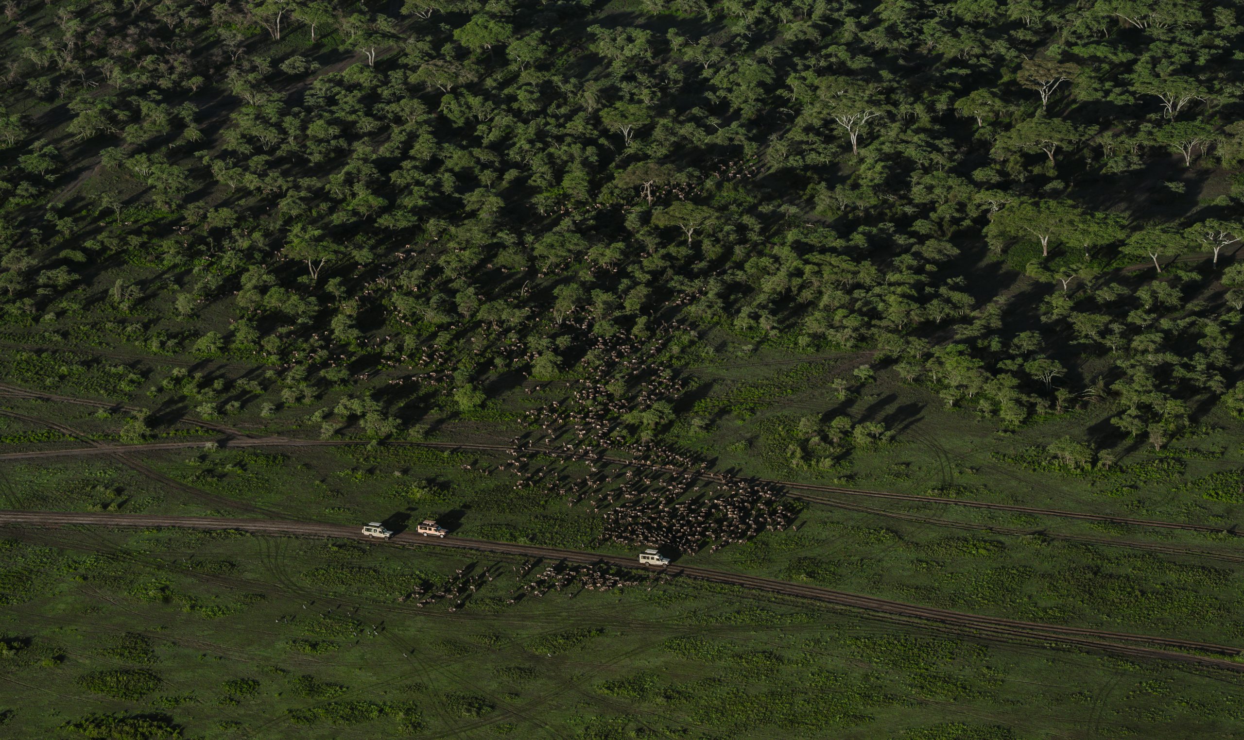 ndutu from the top view