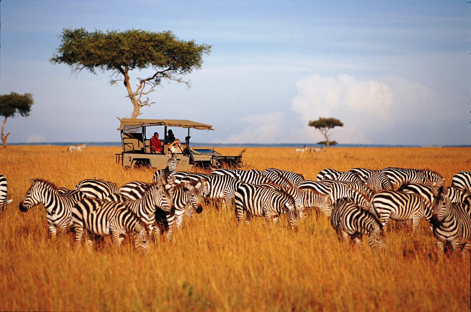 serengeti