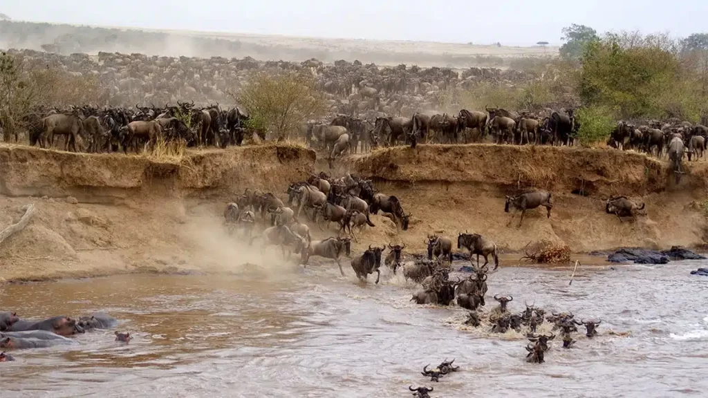 Masai Mara wildlife reserve 1200x675