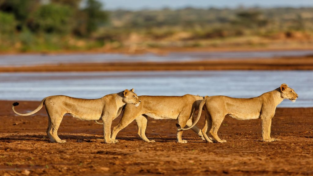 Samburu National Reserve4