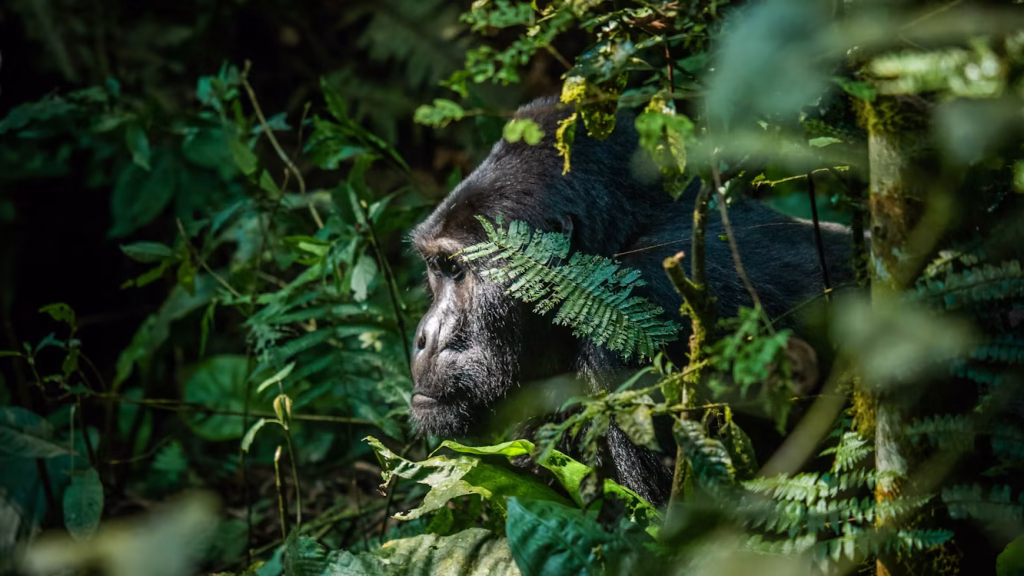3 day gorilla trekking safari Bwindi from Kigali Uganda