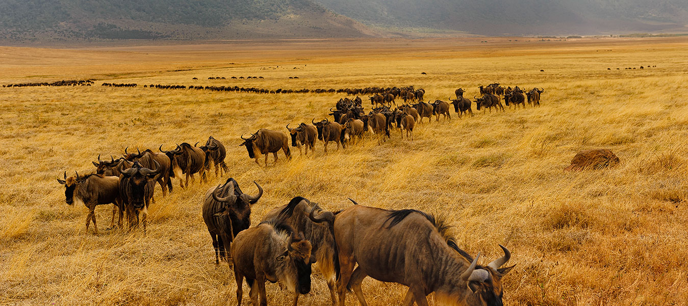 5-days-Masai-Mara-wildlife-and-Cultural-safaris