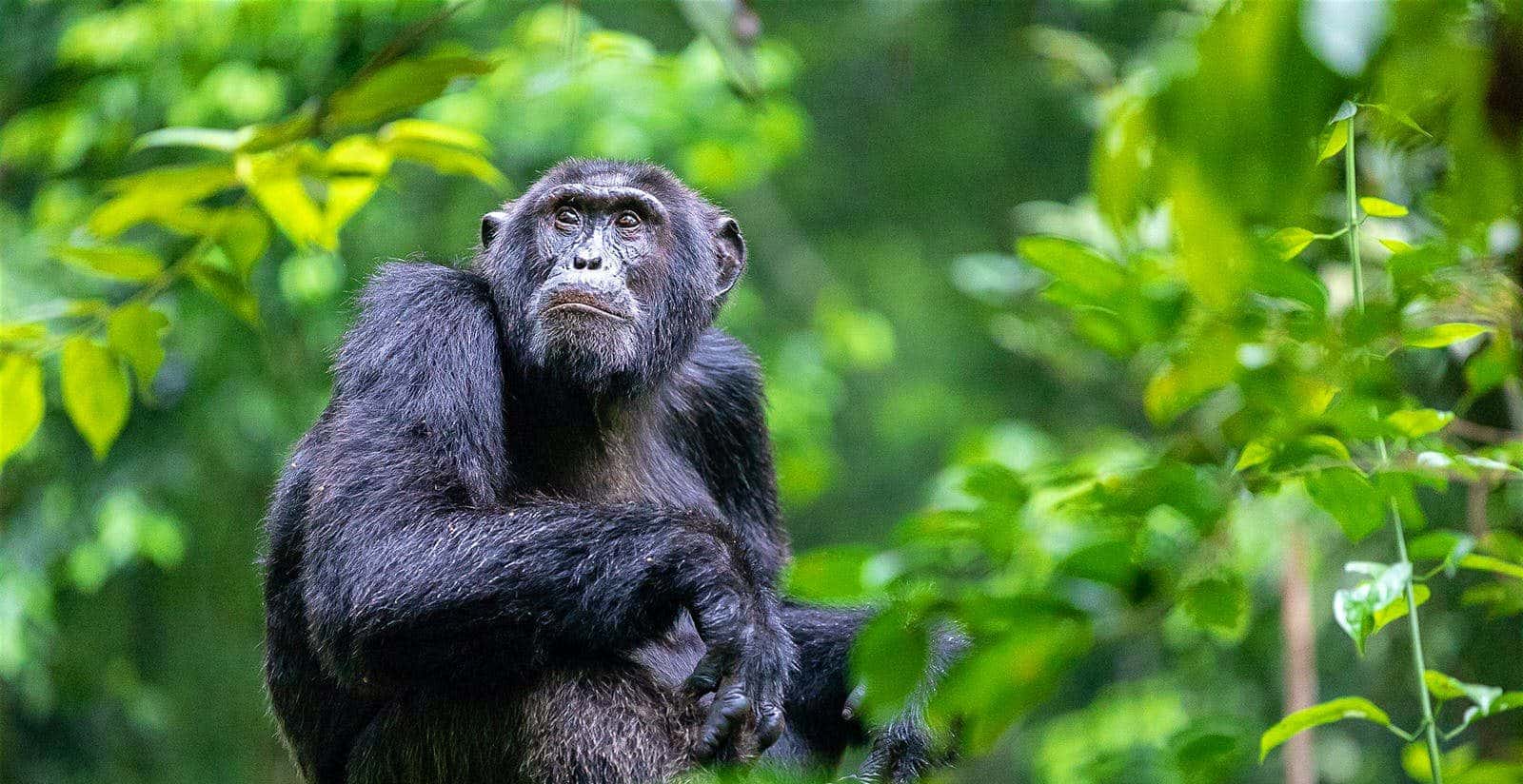 Kibale-Forest-National-Park-e1590047301102.jpg
