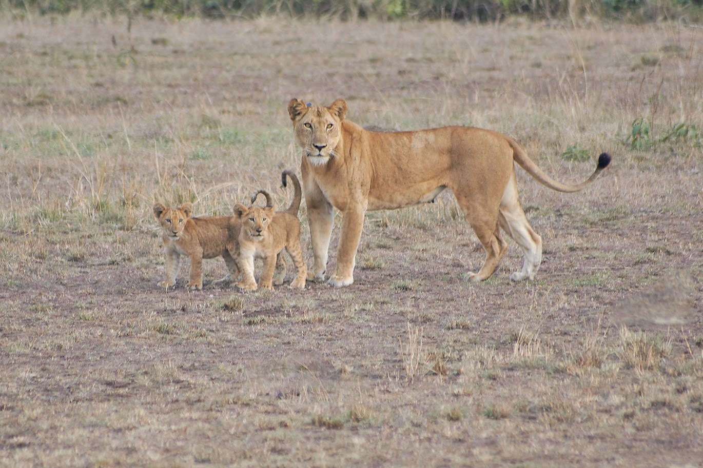 Lion2-in-the-park (1)