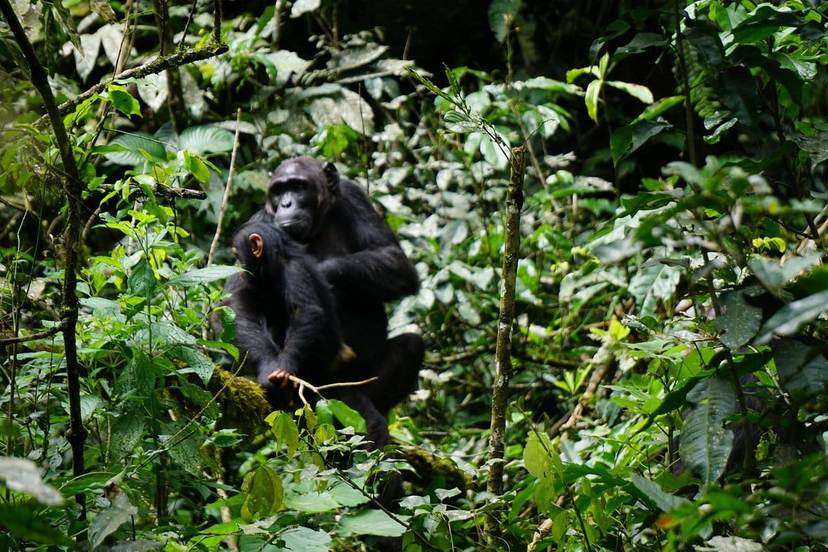 kibale-national-park.jpg