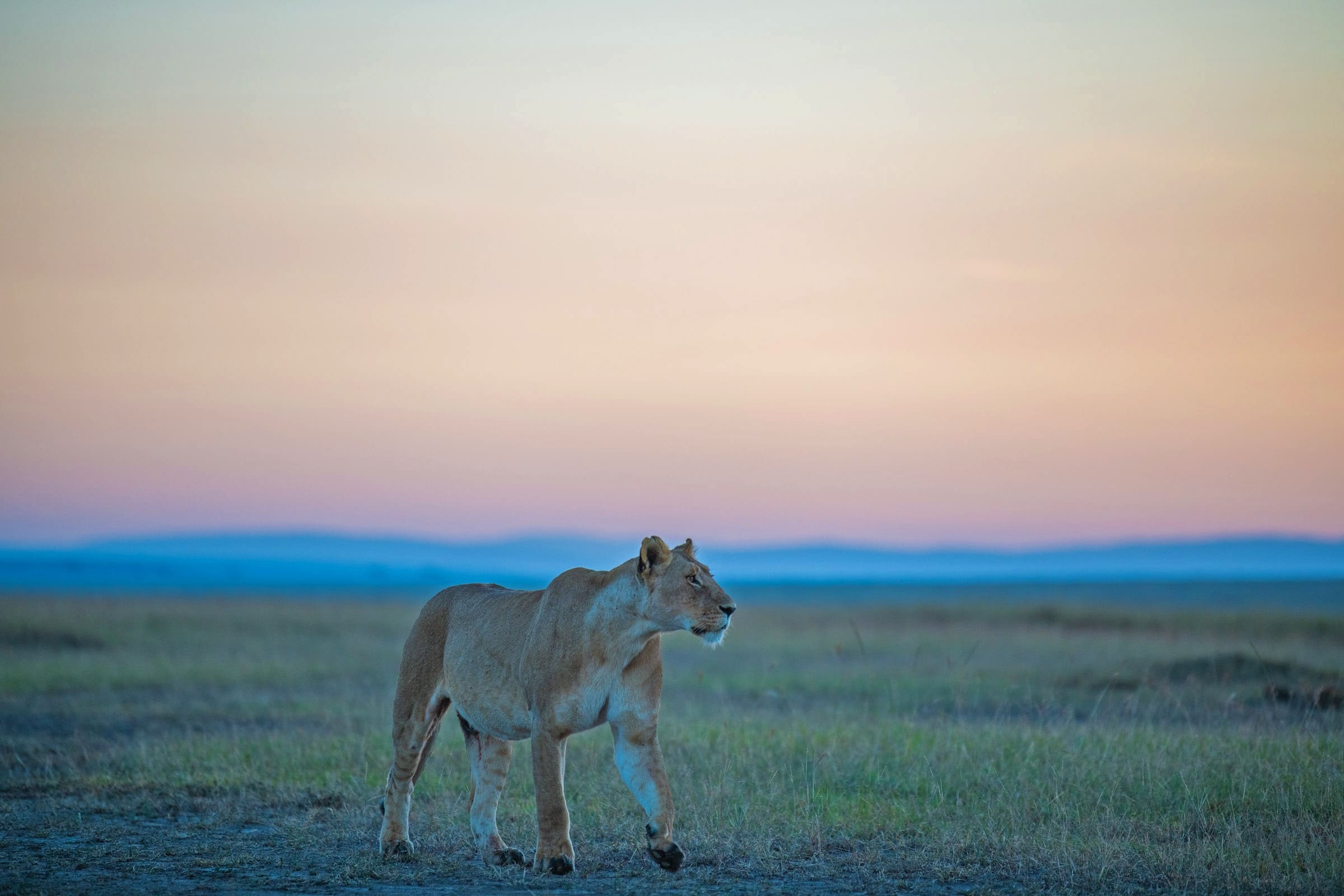 lioness-masai-mara-serengeti.jpg