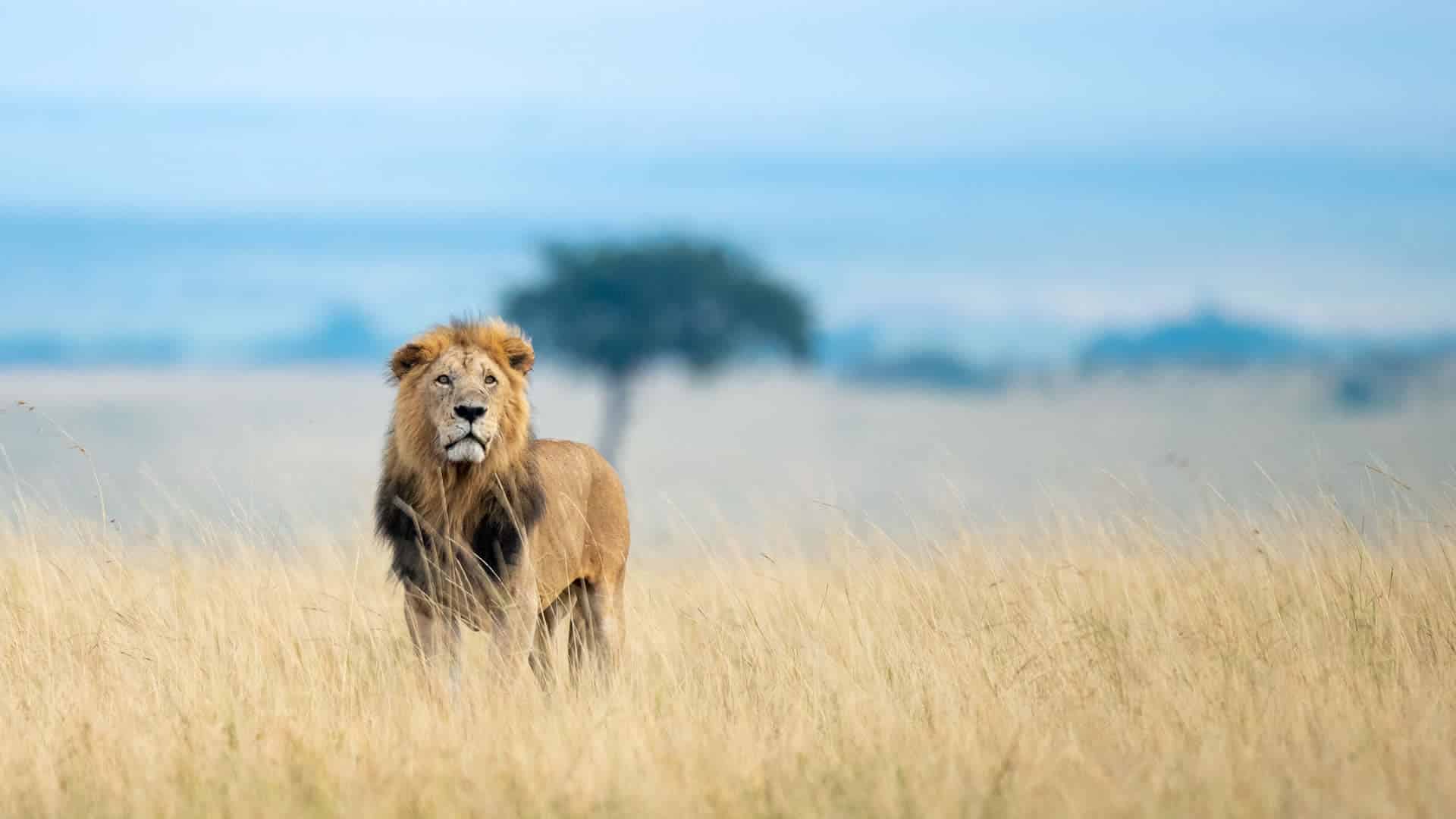 maasai-mara-game-kenya-1.jpg
