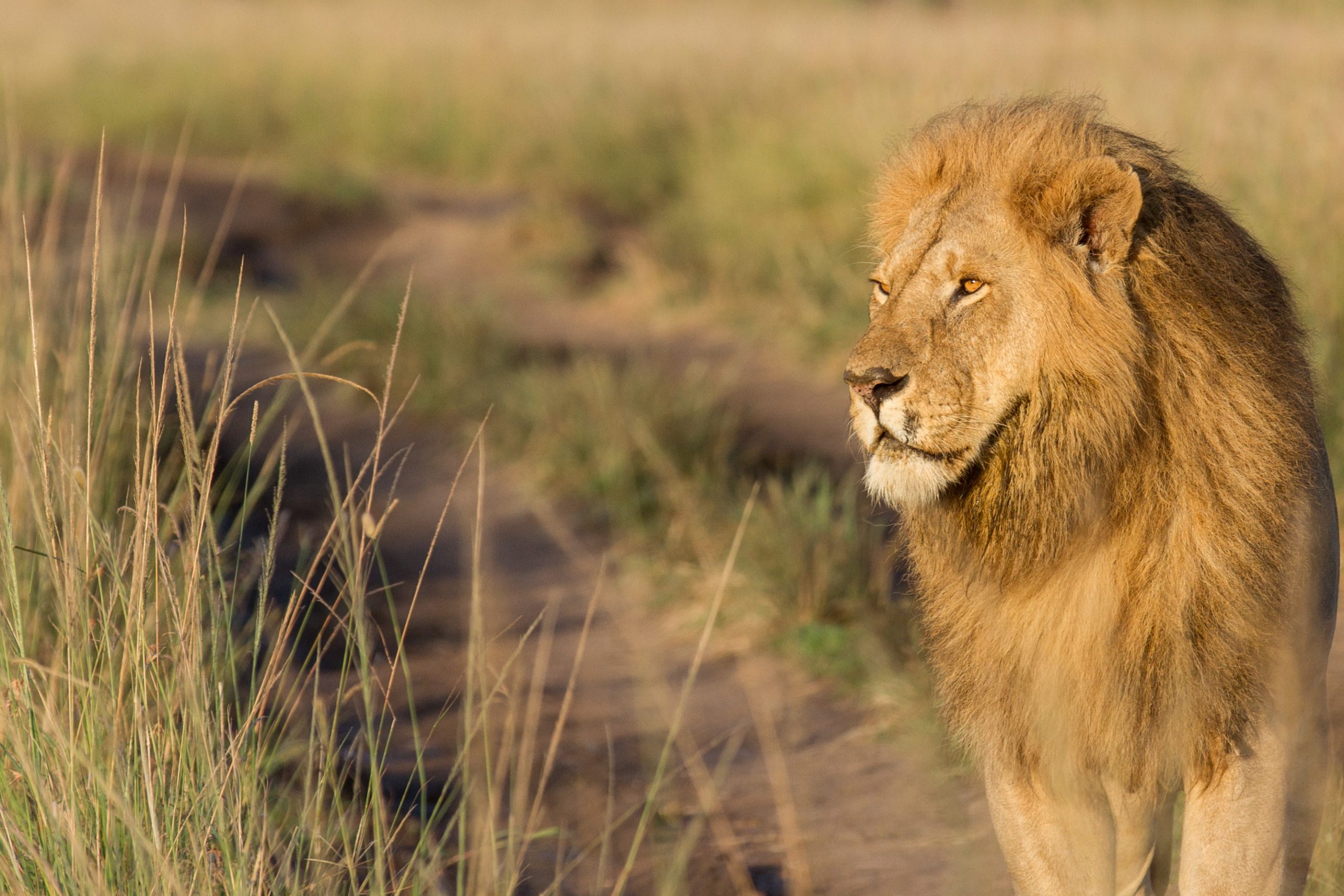 Kenya Tanzania safari and Zanzibar beach holiday wildlife and tropical island