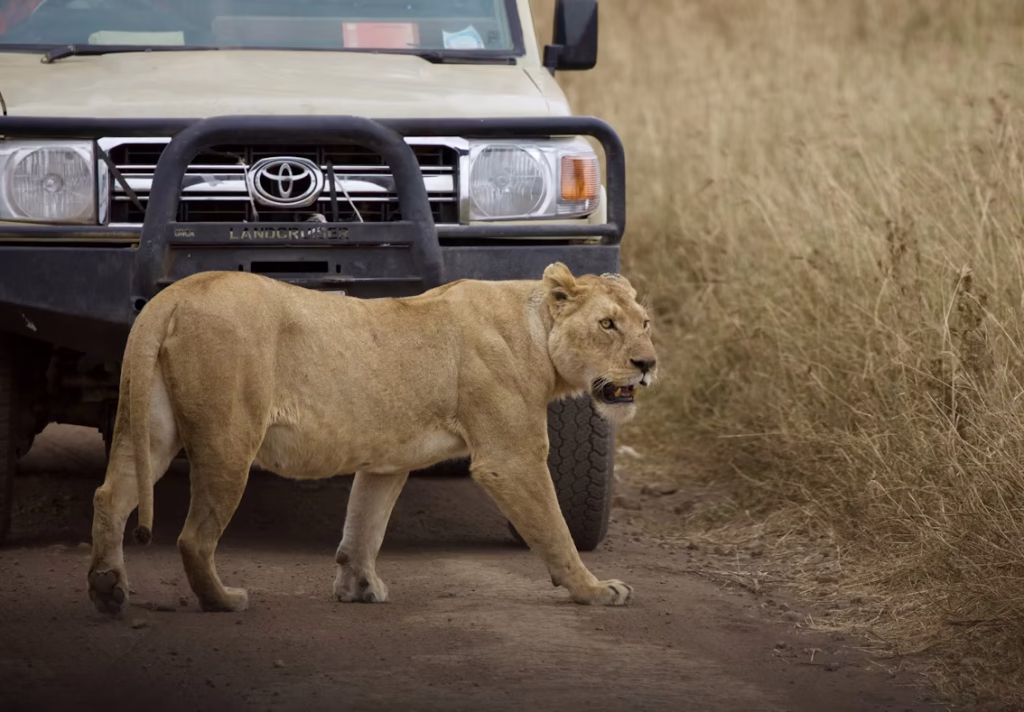 Serengeti safari from Zanzibar mid range wildlife