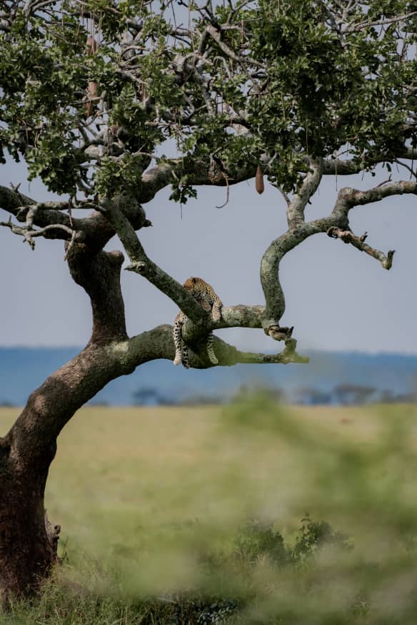 5 day Northern Circuit safari from Zanzibar covering Tarangire Serengeti and Ngorongoro Crater