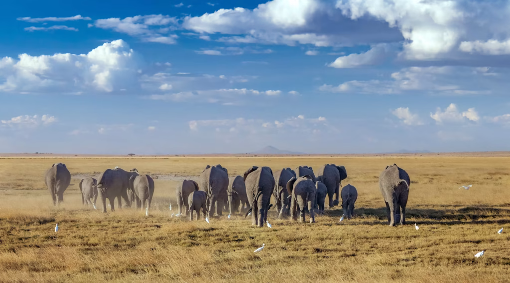 Kenya Tanzania cross country safari wildlife experience