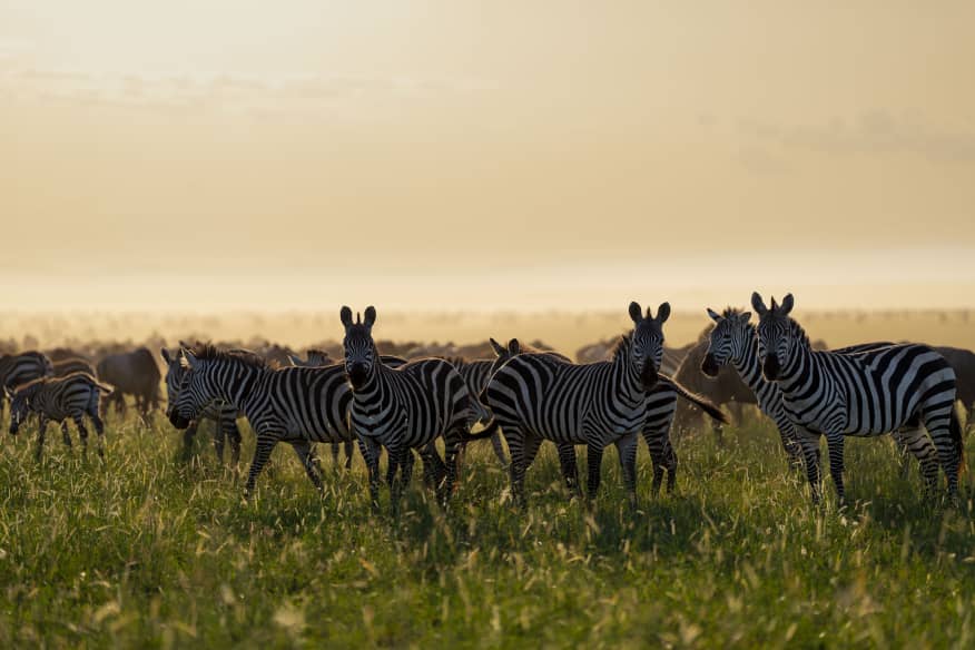 7 day Northern Circuit safari Ndutu calving season Tarangire Ngorongoro