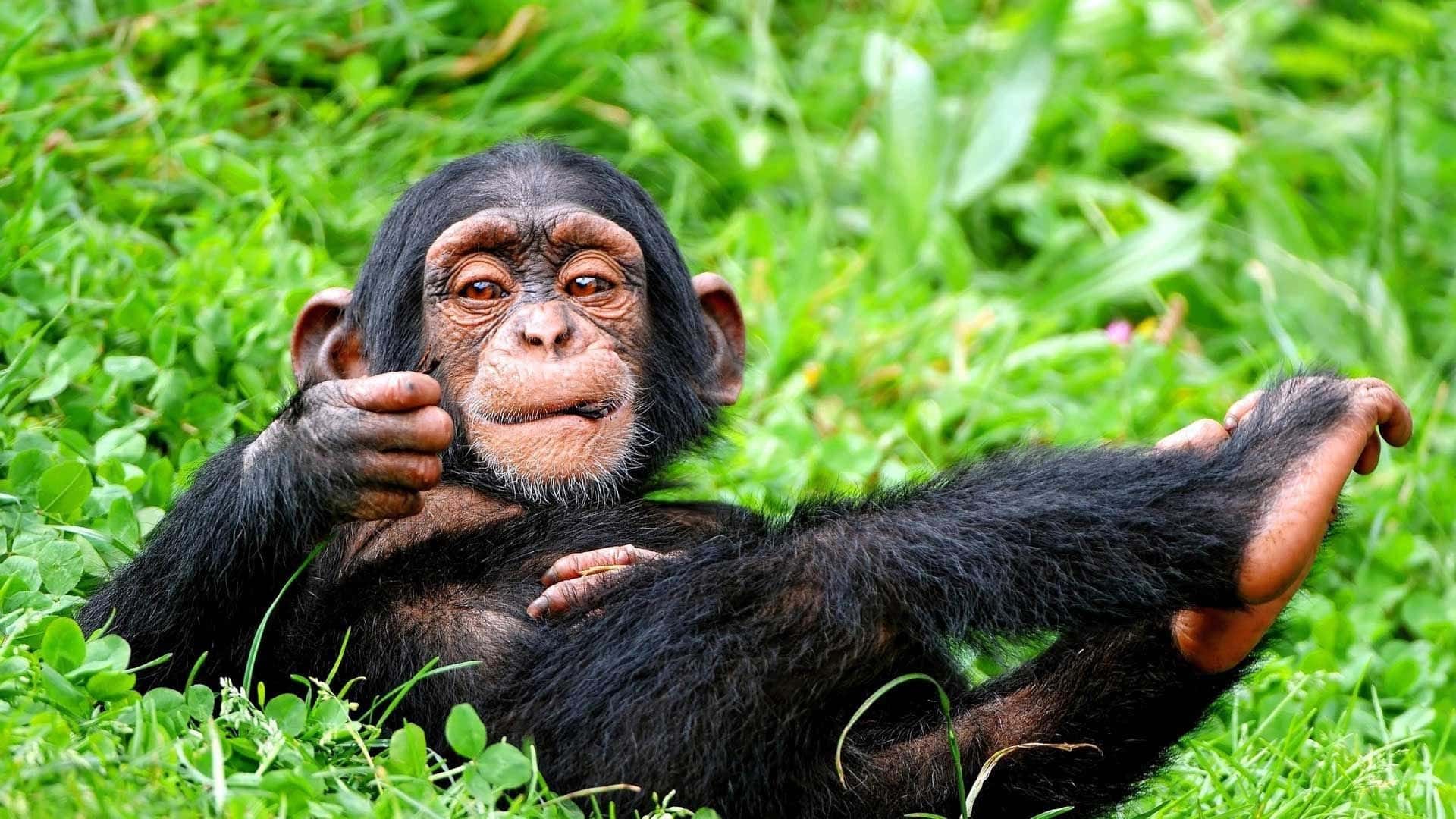 chimpanzee in Nyungwe Forest during Rwanda chimpanzee trekking safari