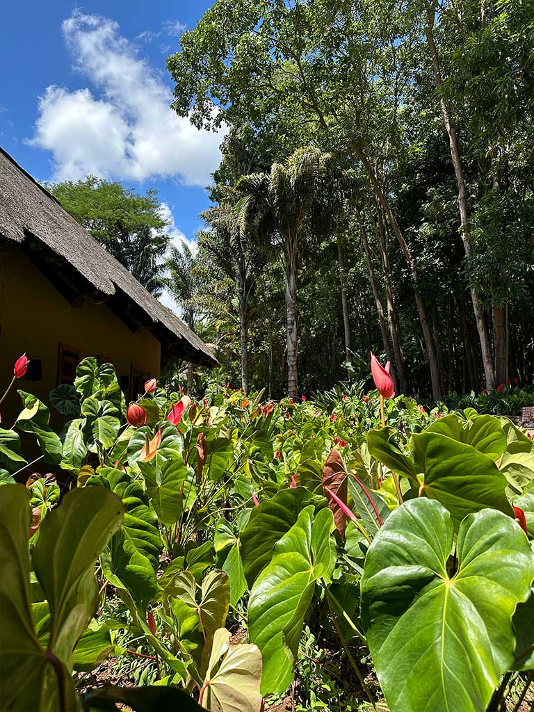 Kitela Lodge coffee plantation Walk