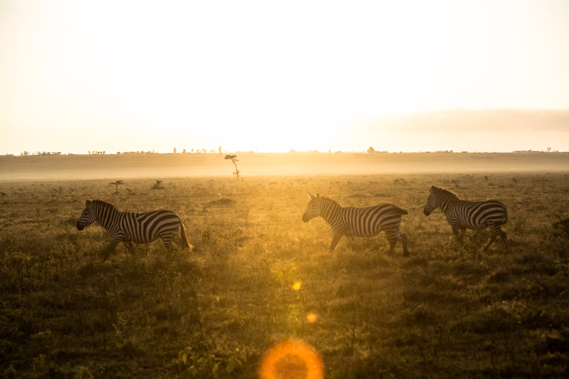 Lake Nakuru - Masai Mara