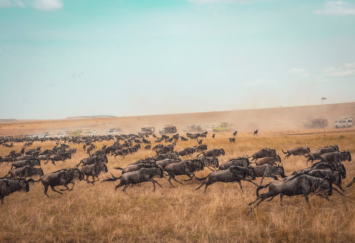 Migration Masai Mara