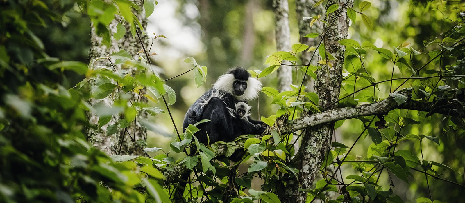 NYUNGWE FOREST NATIONAL PARK