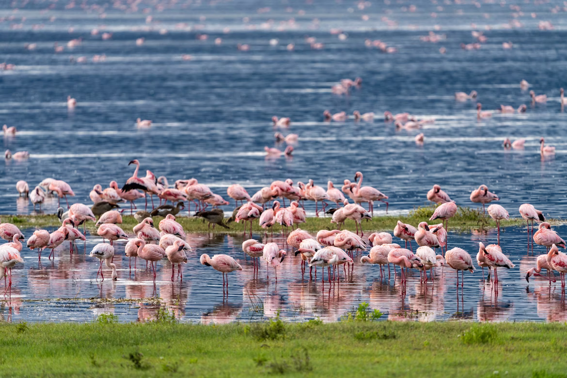 Ngorongoro Crater Ssafari