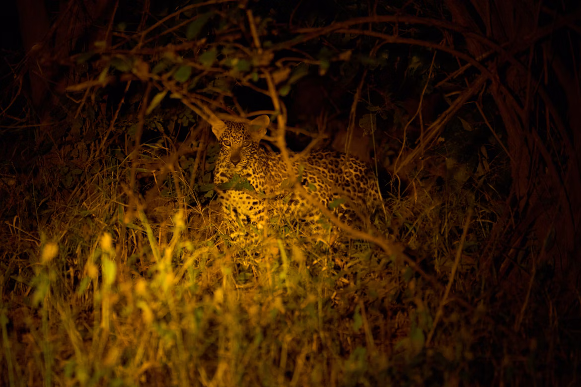 Tarangire night game drive Tanzania safari