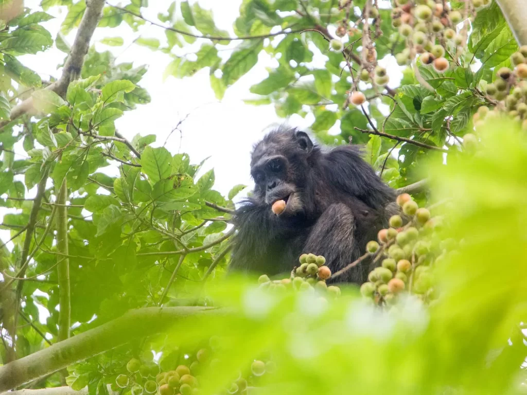 mountain gorilla in Rwanda during 5 day Rwanda primate safari gorilla and chimpanzee trekking