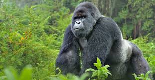 mountain gorilla in Volcanoes National Park Rwanda during gorilla trekking safari