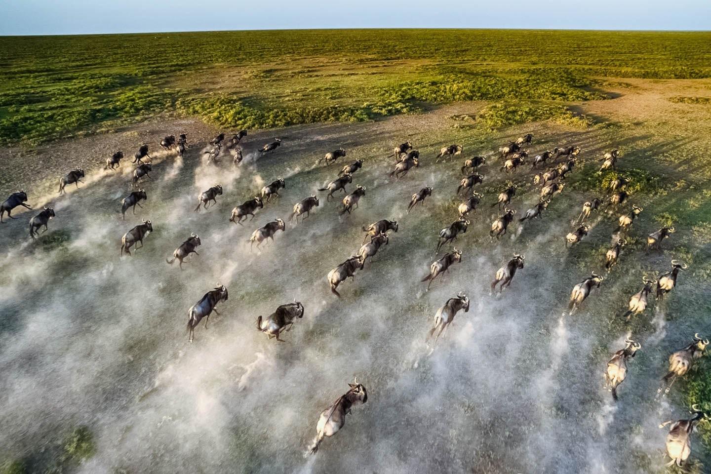8 day Kenya Tanzania migration safari Masai Mara Serengeti herds