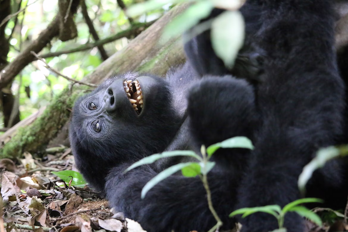 5 day gorilla trekking safari Bwindi Uganda from Kigali