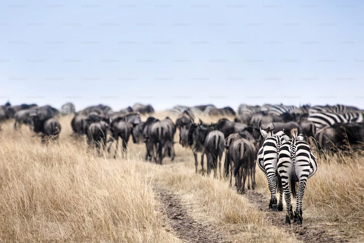 fly in Serengeti national Park