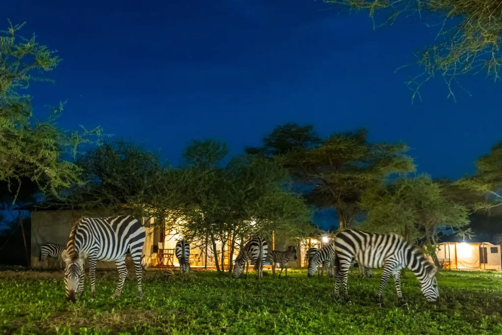 game viewing