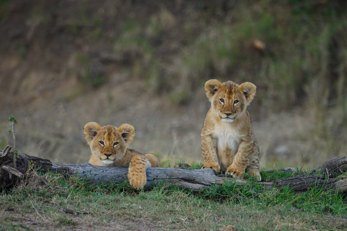 Masai Mara wildlife safari Kenya