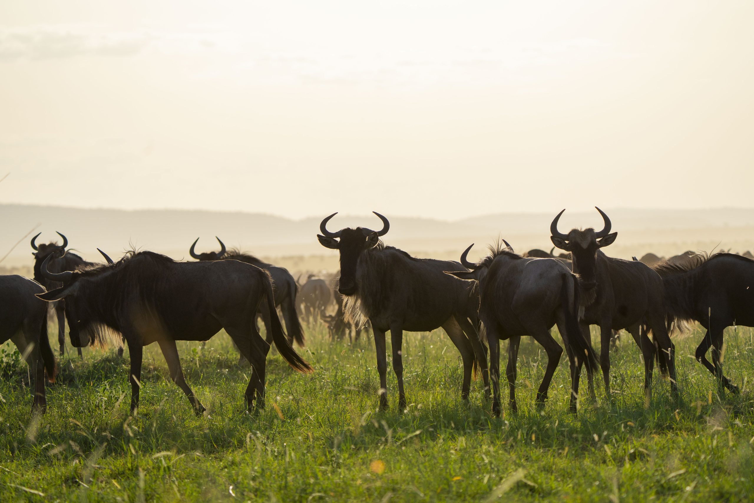 nDUTU CALVING